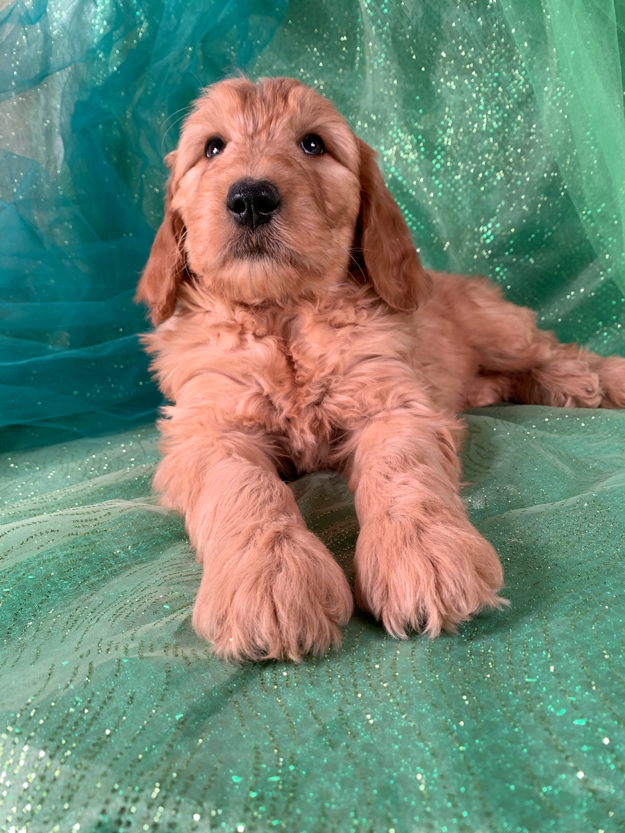 Standard Goldendoodle Puppy For Sale DOB 11-25-2019, $975